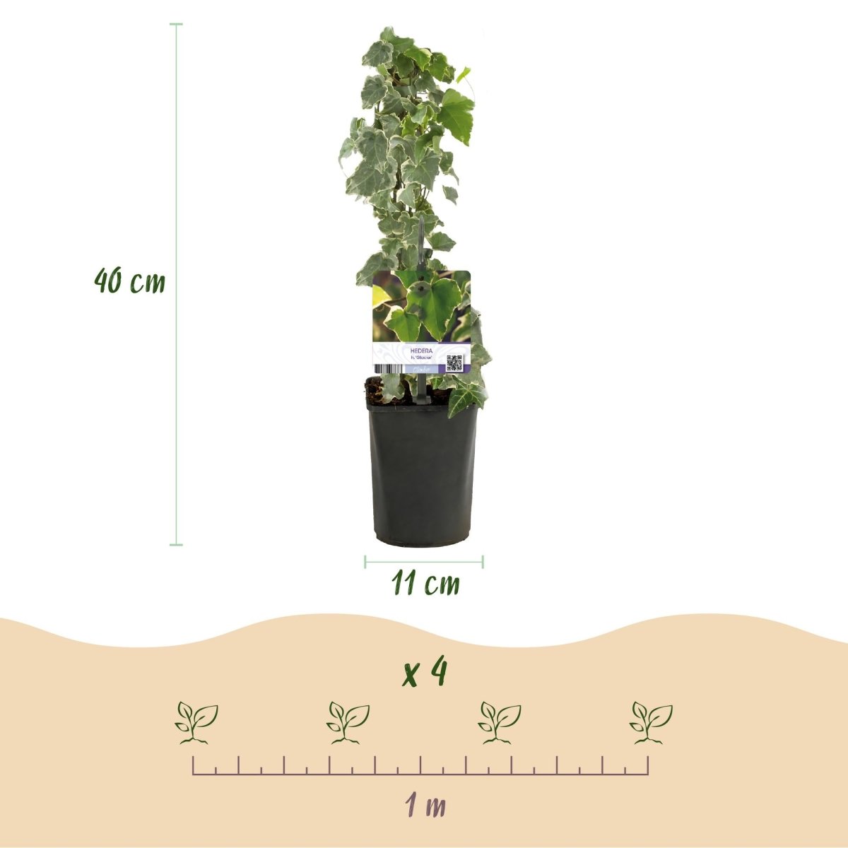 Hedera helix &