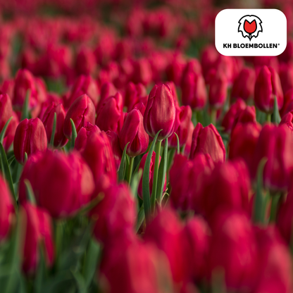 Tulpenzwiebeln Ile de France – 20er-Pack | Kräftig Rot &amp; Elegant