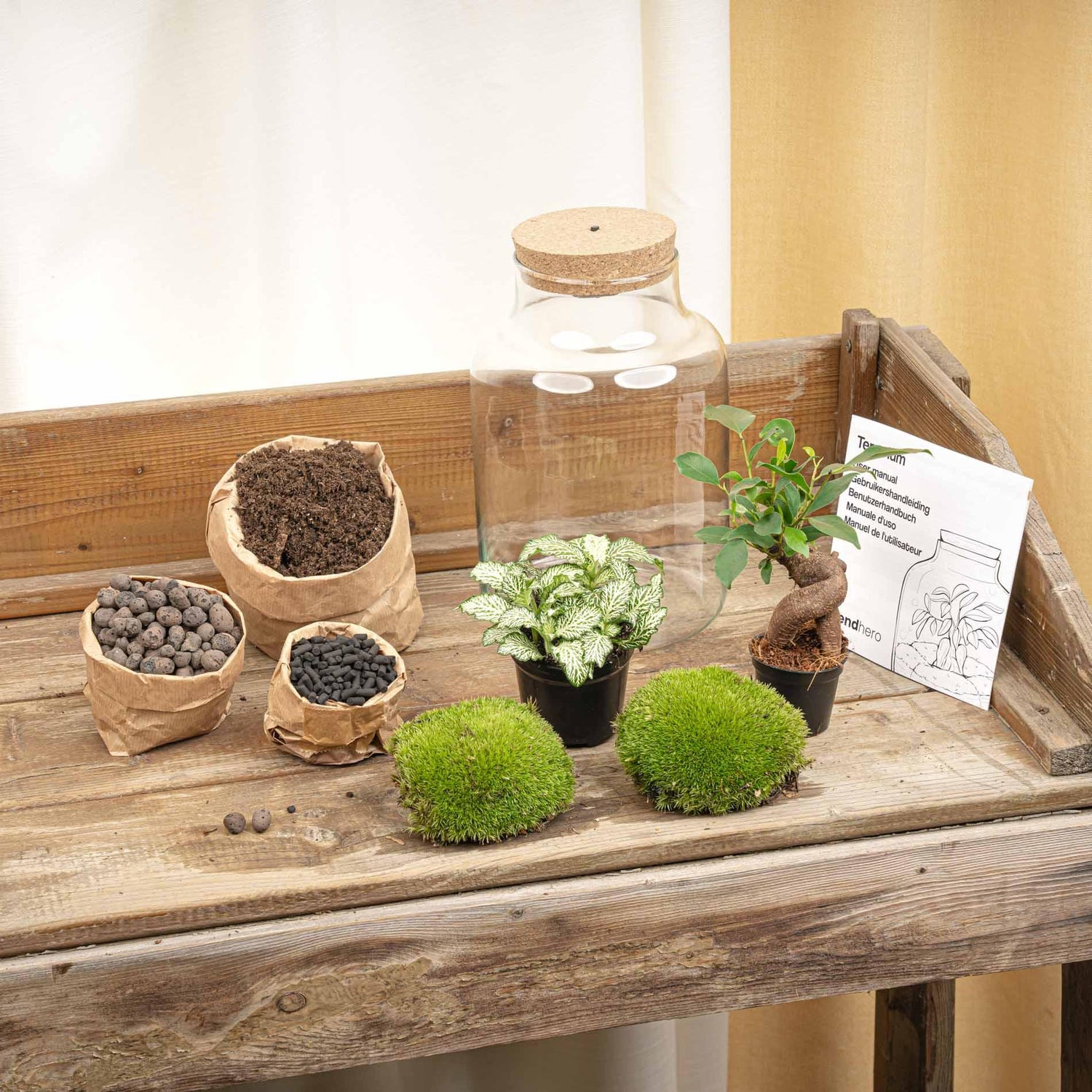 DIY-Pflanzenterrarium mit Beleuchtung von Everspring, kleiner Bonsai im runden Terrarium, Durchmesser 17 cm, Höhe 25 cm.