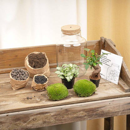 DIY-Pflanzenterrarium mit Beleuchtung von Everspring, kleiner Bonsai im runden Terrarium, Durchmesser 17 cm, Höhe 25 cm.