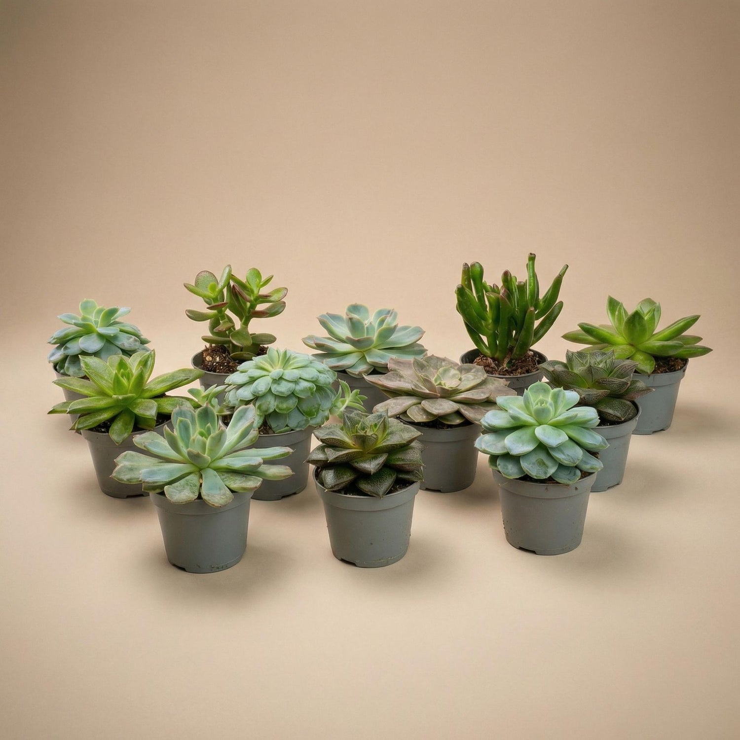 Set mit 12 Everspring Sukkulenten in 6-cm-Töpfen, verschiedene grüne Pflanzen, 8-12 cm hoch, perfekt für Dekoration und Pflege