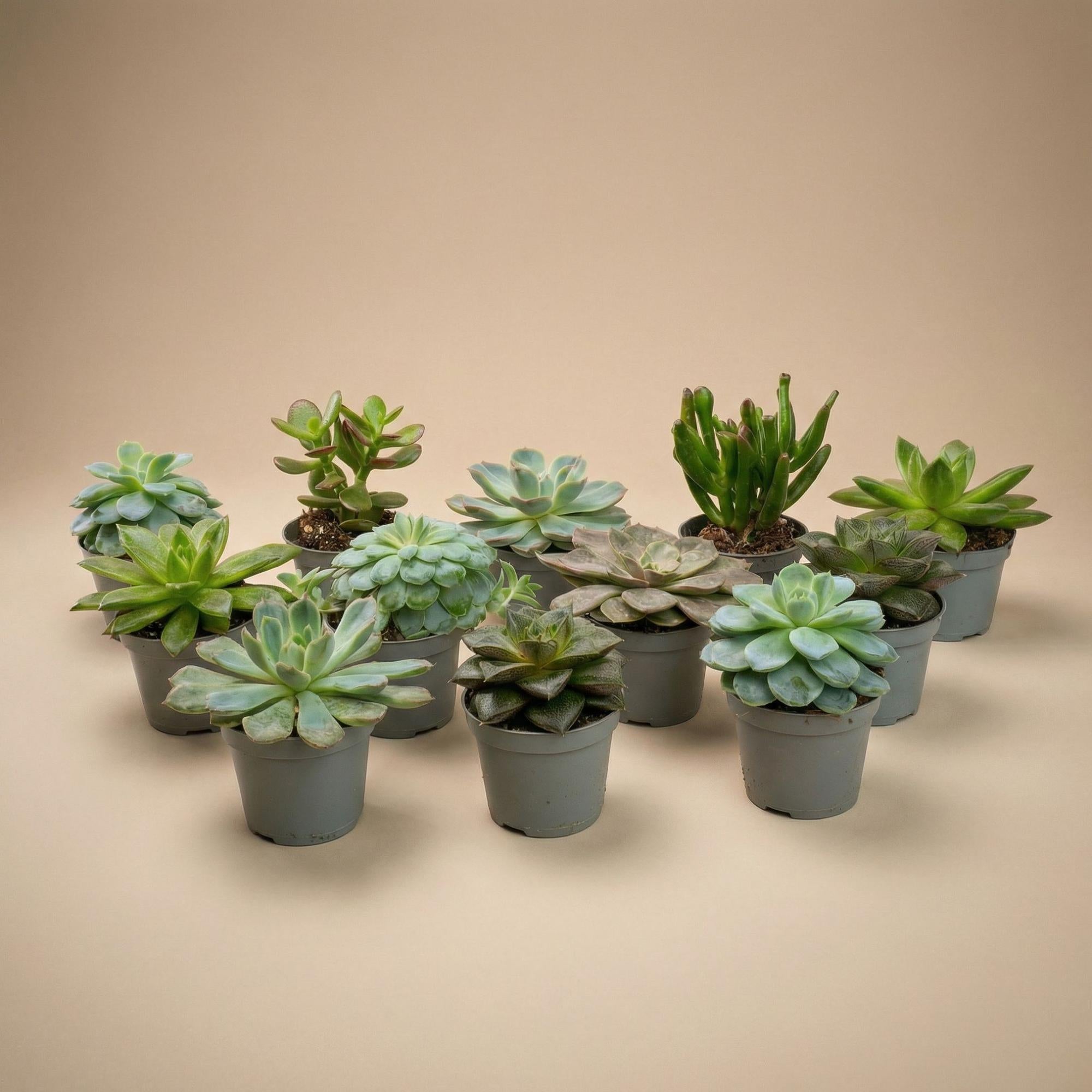 Set mit 12 Everspring Sukkulenten in 6-cm-Töpfen, verschiedene grüne Pflanzen, 8-12 cm hoch, perfekt für Dekoration und Pflege