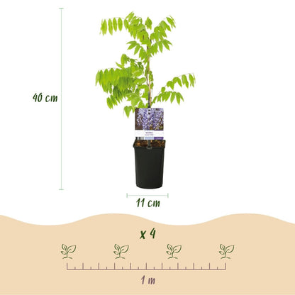 Blauregen Wisteria floribunda &