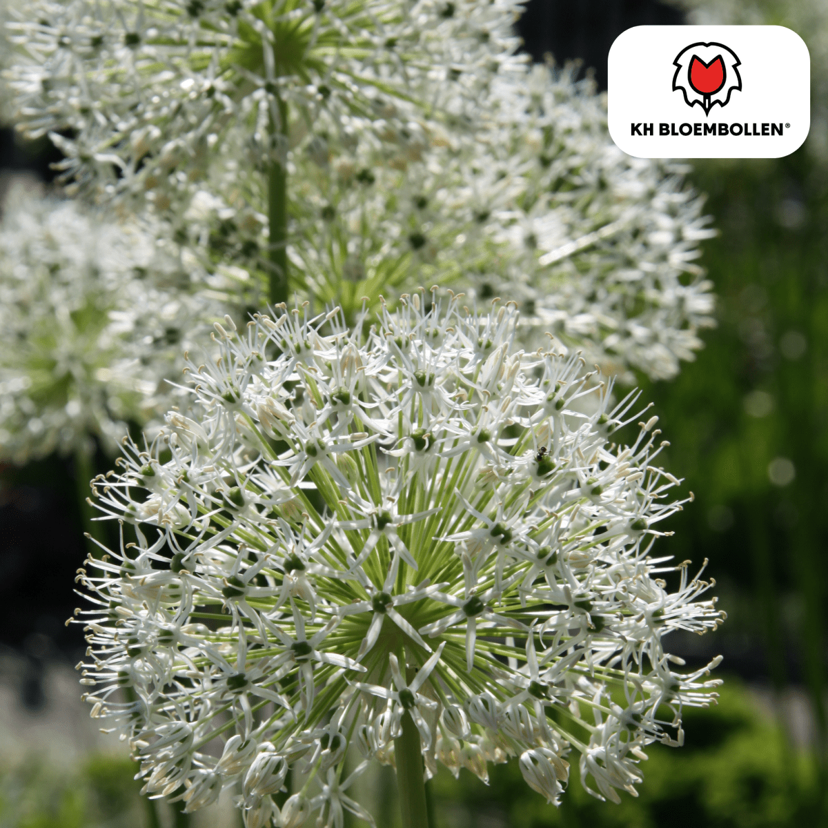 Allium White Giant – 5 Stück | Weißer Zierlauch in XL - Wurzelwerk Design