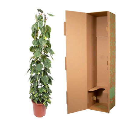 Grünpflanze Philodendron Scandens Brasil in Topf, 160 cm hoch, Everspring, mit glänzenden Blättern und rankendem Wachstum
