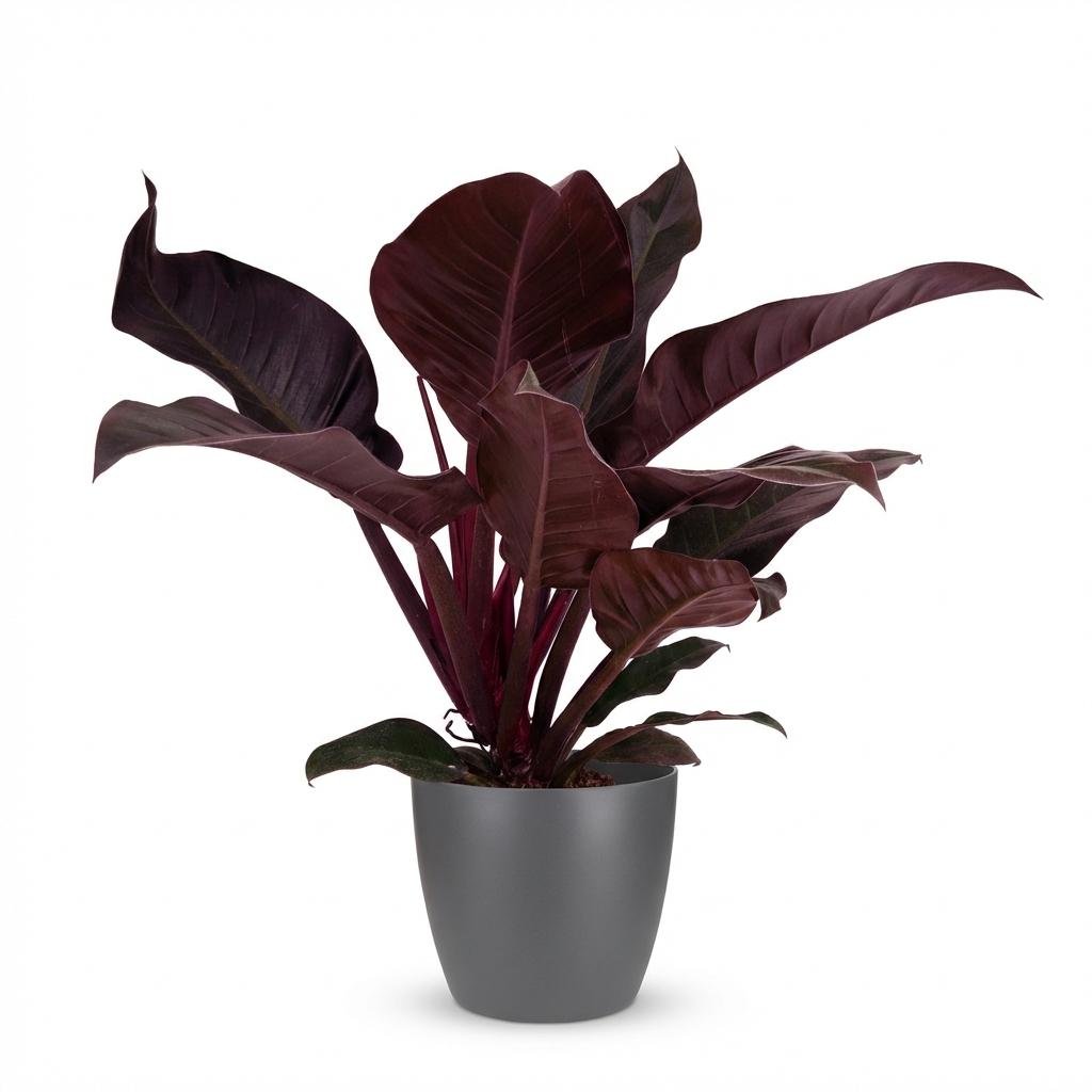 Philodendron Imperial Red kaufen | Zimmerpflanze – Topf Ø 19 cm, Höhe 60 cm - Wurzelwerk Design