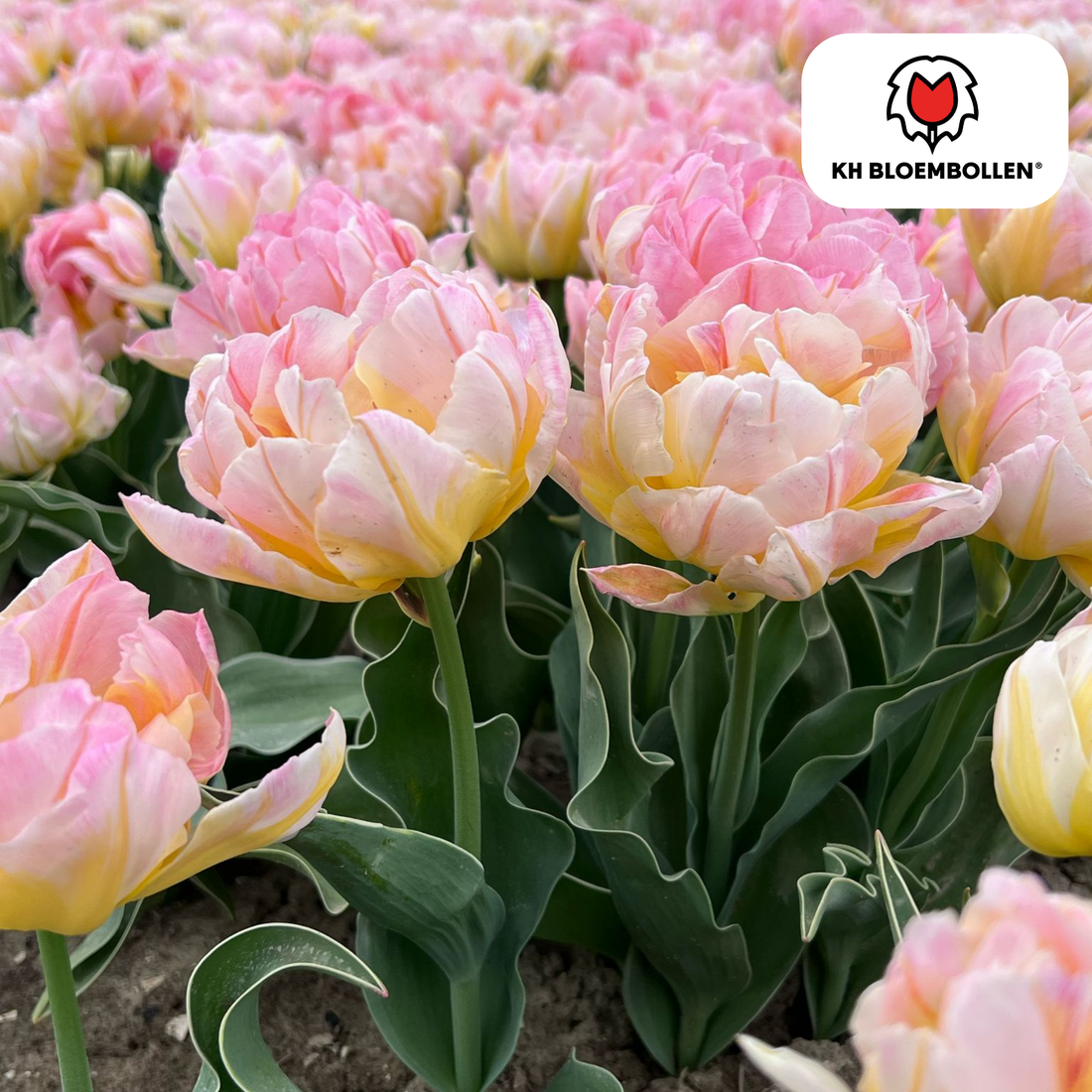 Everspring Tulpenzwiebeln Passwort, 20 Stück, zartrosa Blütenknollen, frisch und gesund für schöne Frühlingsblumen.