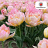 Everspring Tulpenzwiebeln Passwort, 20 Stück, zartrosa Blütenknollen, frisch und gesund für schöne Frühlingsblumen.