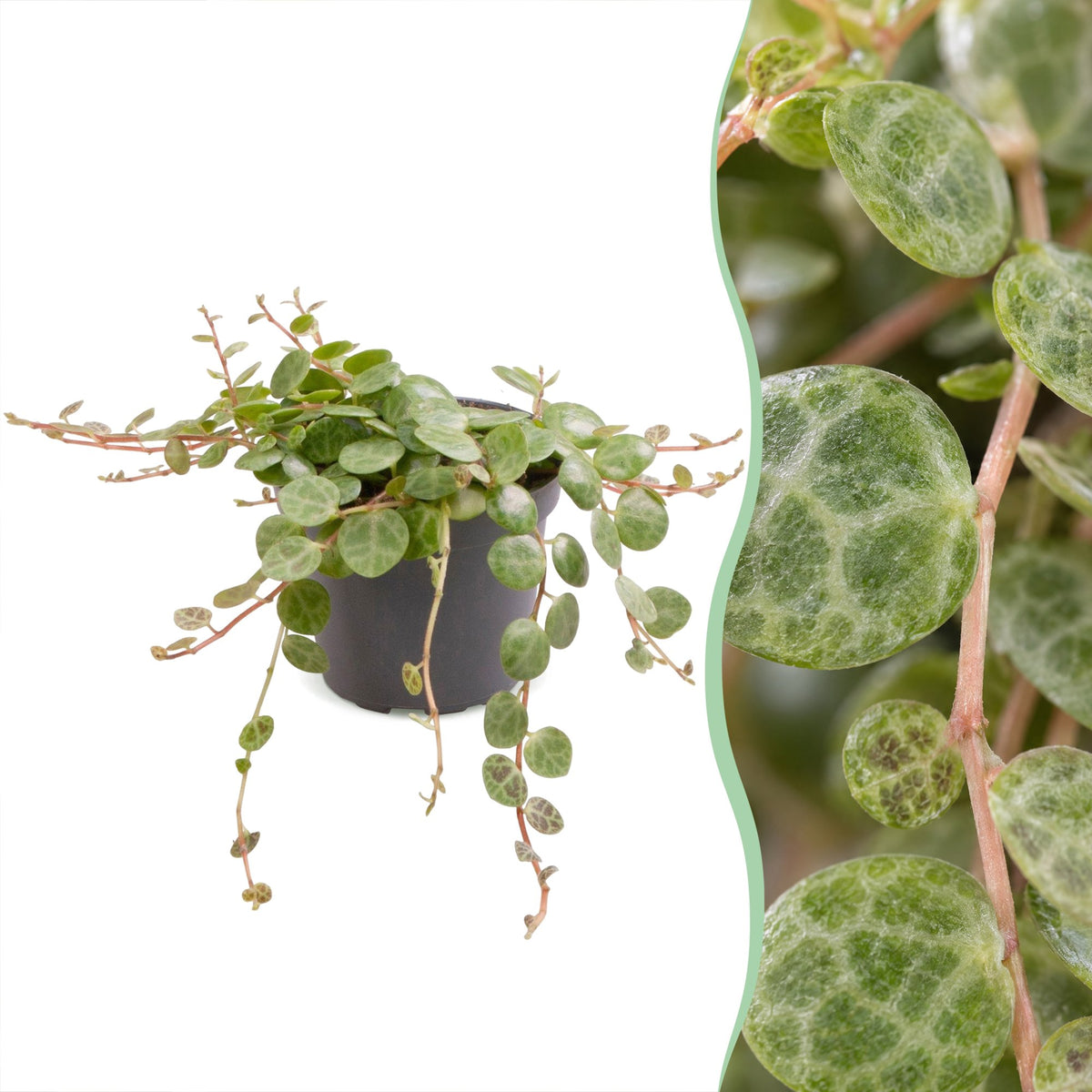 Schildkröten-Peperomie (Peperomia prostrata) Babypflanze mit gemusterten Mini-Blättern