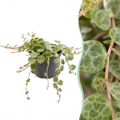 Schildkröten-Peperomie (Peperomia prostrata) Babypflanze mit gemusterten Mini-Blättern