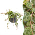 Schildkröten-Peperomie (Peperomia prostrata) Babypflanze mit gemusterten Mini-Blättern