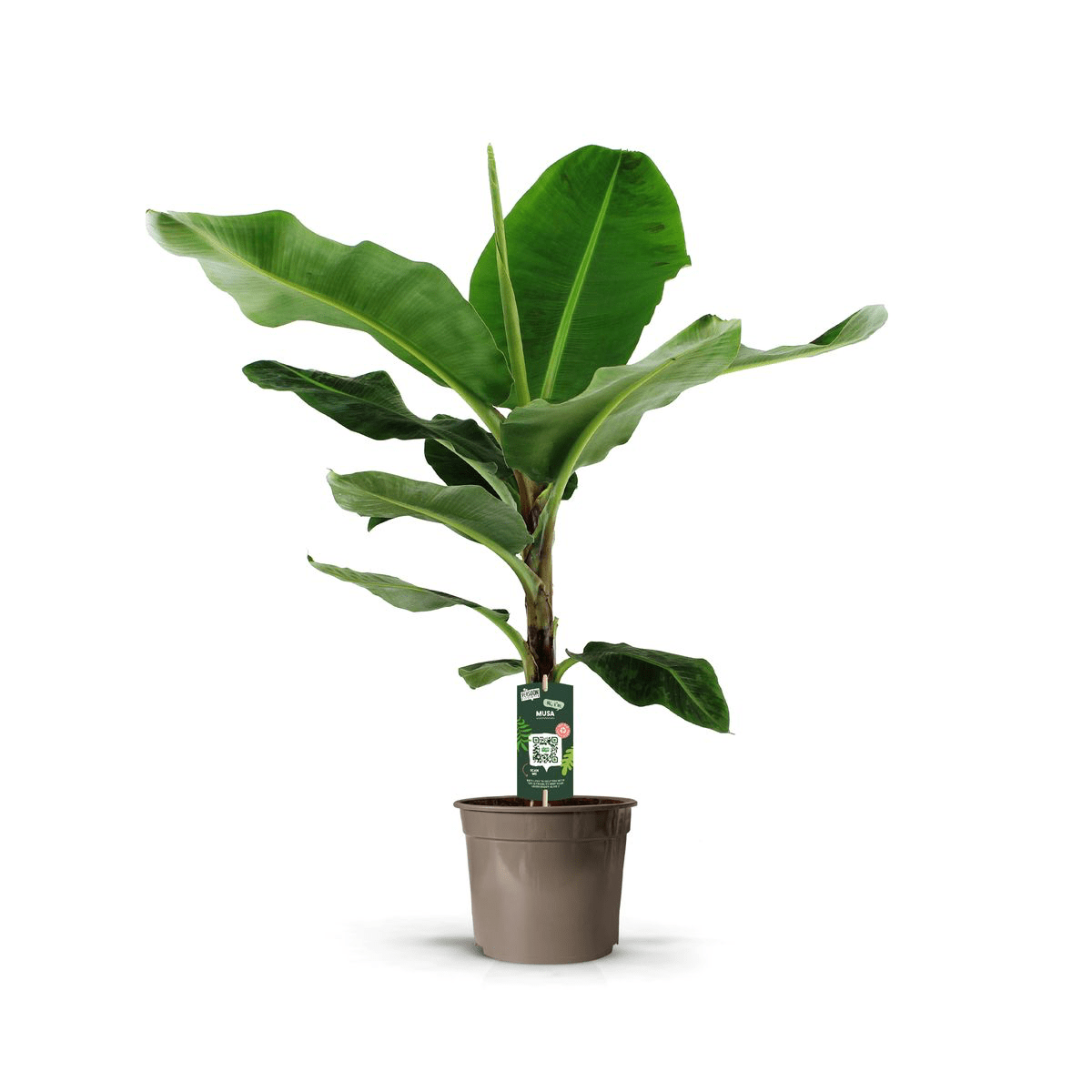 Musa Bananenpflanze – Exotisches Urlaubsfeeling für Zuhause - Wurzelwerk Design