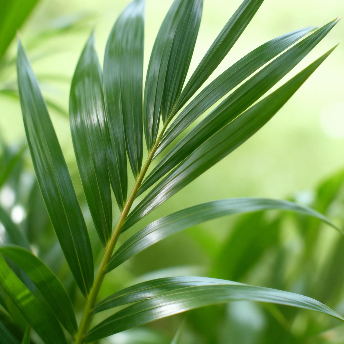 Everspring Kentia-Palme Howea Forsteriana, 120-130cm hoch, in Korb oder Topf, grüne Zimmerpflanze, Nahaufnahme