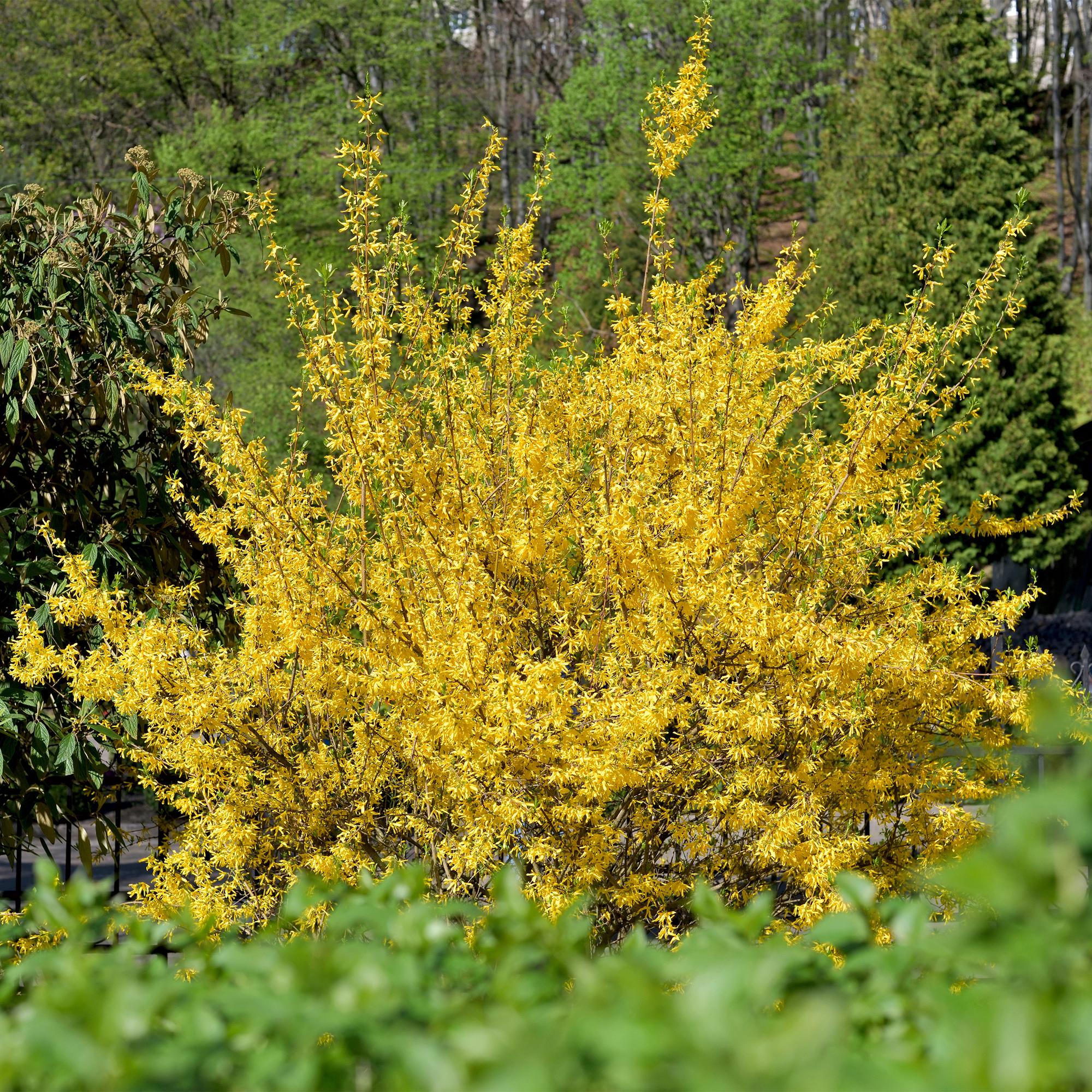 Forsythia intermedia Goldrauch - Blüte Gelb - 1 Pflanze - Laubabwerfend - Wenig Pflege - Topf 17cm Höhe 45cm