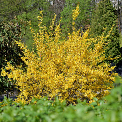 Forsythia intermedia Goldrauch - Blüte Gelb - 1 Pflanze - Laubabwerfend - Wenig Pflege - Topf 17cm Höhe 45cm