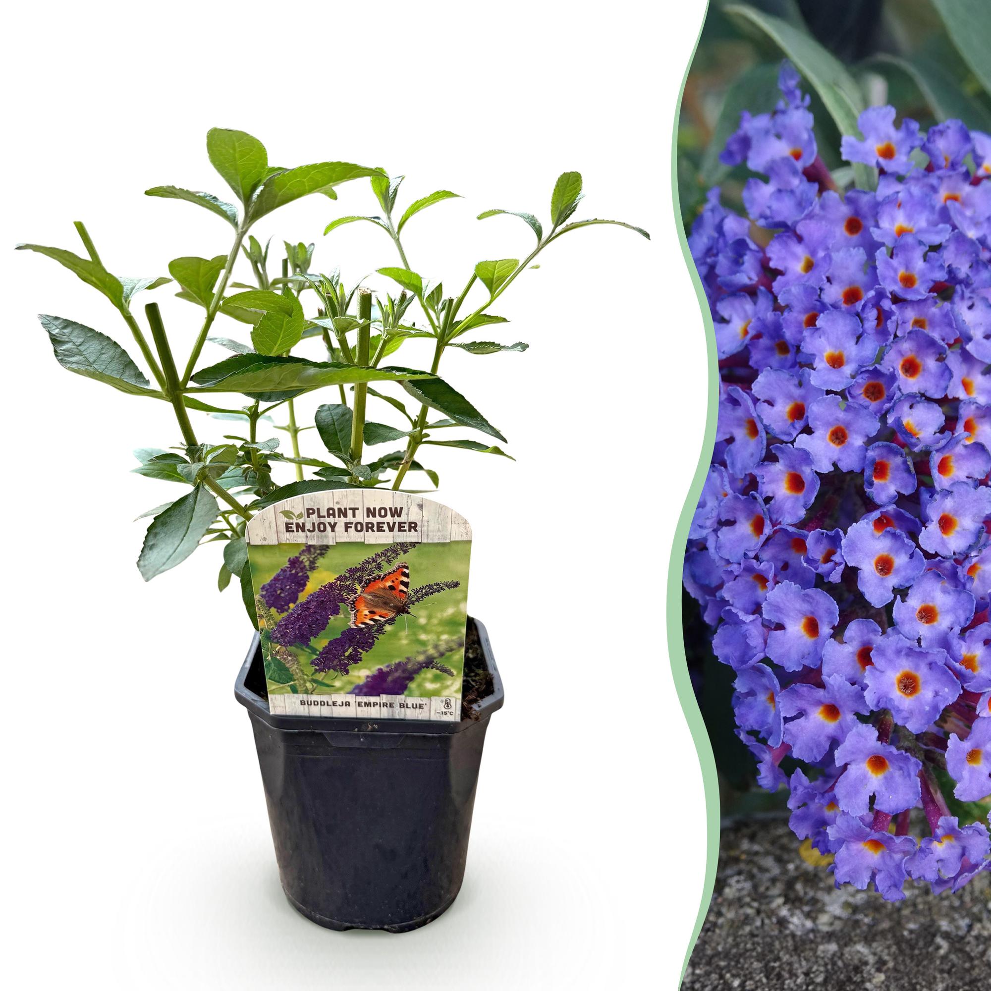 Schmetterlingsstrauch - Buddleja davidii Empire Blue - Blüte Blau - 1 Pflanze - Laubabwerfend - Schmetterlingsanziehend - Topf 17cm Höhe 25cm