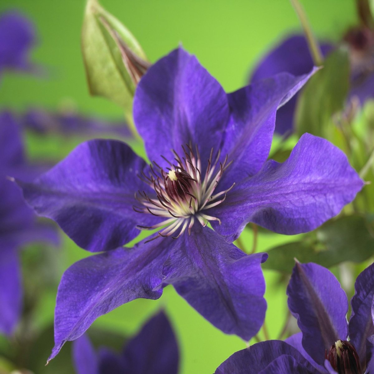 Clematis &