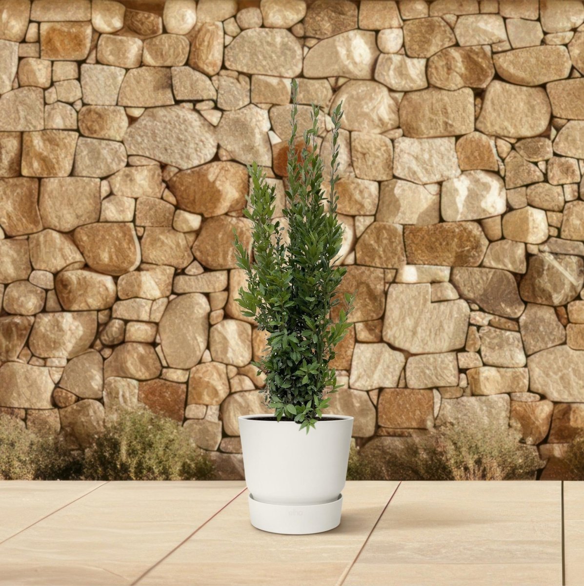 Laurus Nobilis Echter Lorbeer - 180 cm - Ø 40 cm - Wurzelwerk Design