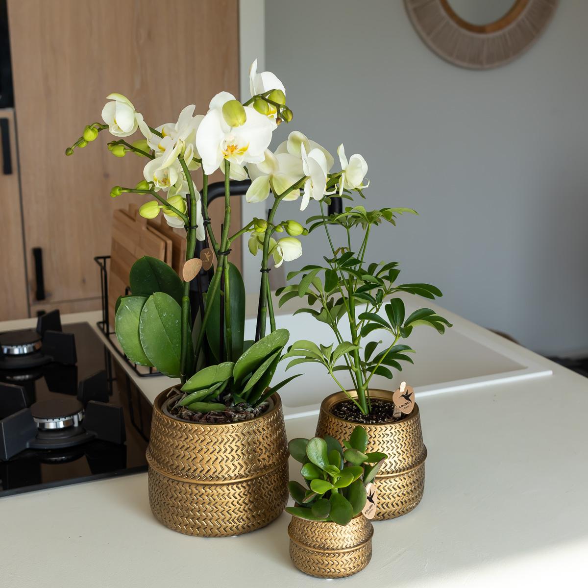 Groove Blumentopf - Goldener Keramik - Topf - Ø 6 cm - Wurzelwerk Design