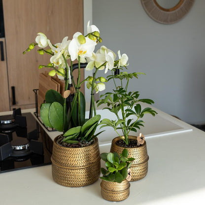 Groove Blumentopf - Goldener Keramik - Topf - Ø 6 cm - Wurzelwerk Design