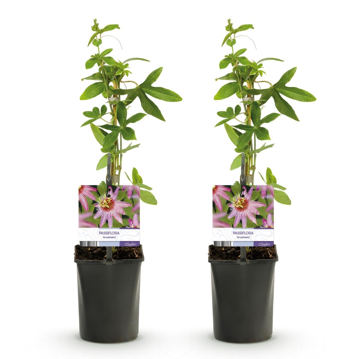 Passiflora &