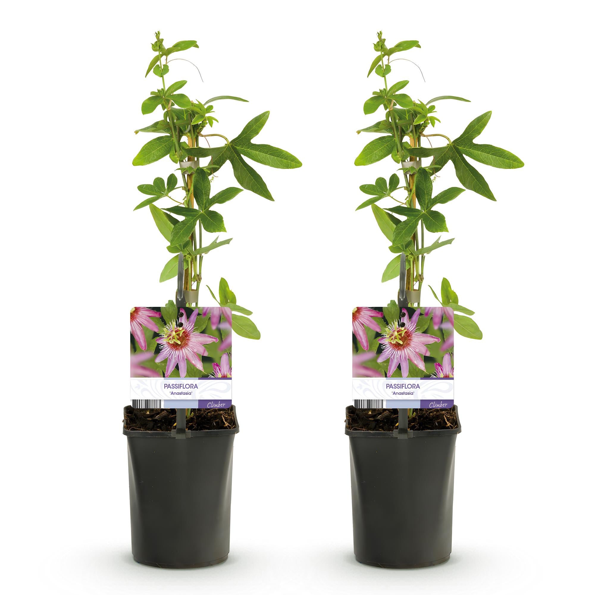 Passiflora &