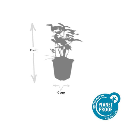 24x Fragaria vesca – Wald-Erdbeere für Garten &amp; Beet – Höhe 10–25 cm – Ø 9 cm Topf