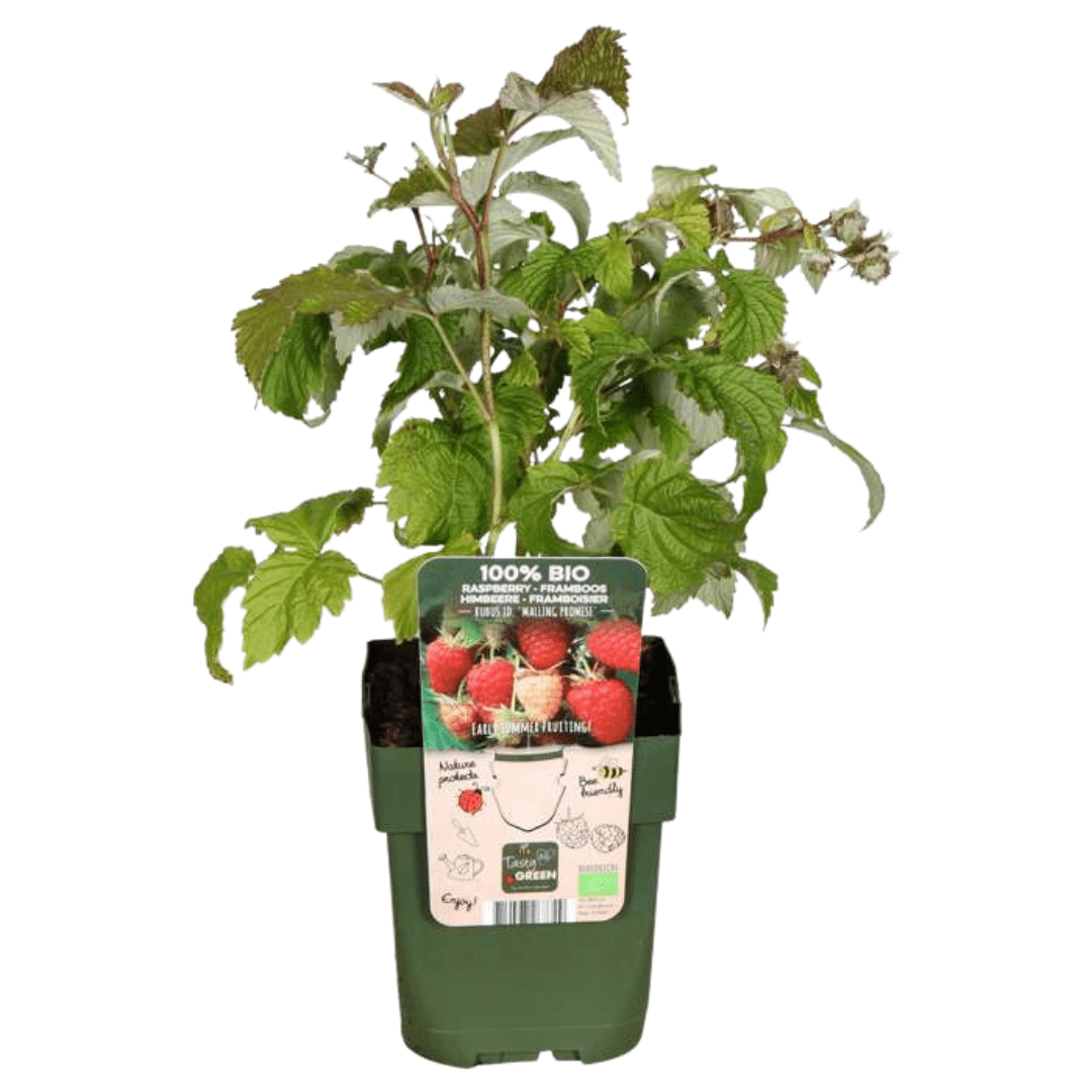 Drei bio Himbeerpflanzen von Everspring, winterhart und ertragsreich, im Garten verplant, frisch und gesund.