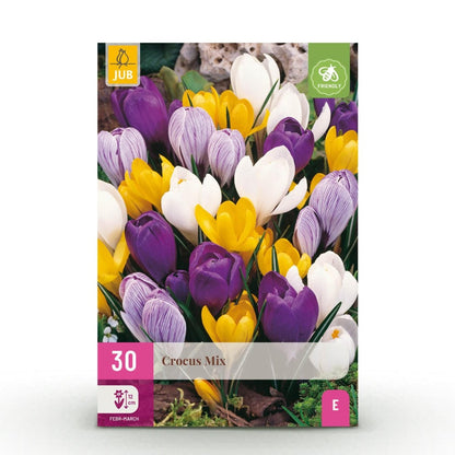 Blumenzwiebeln Crocus Large Flowering Mix | 30 Stück Farbenmix – Zwiebelgröße 7/8 – XXL Pack - Wurzelwerk Design