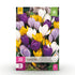Blumenzwiebeln Crocus Large Flowering Mix | 30 Stück Farbenmix – Zwiebelgröße 7/8 – XXL Pack - Wurzelwerk Design