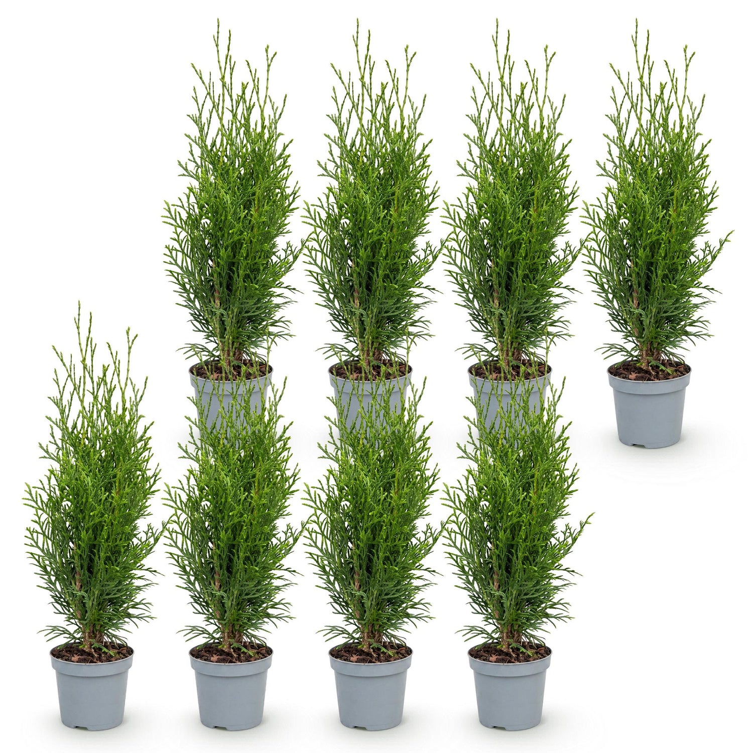 Lebensbaum Smaragd Jungpflanzen – Thuja occidentalis online kaufen | 8er-Set, immergrün &amp; winterhart – Wurzelwerk Design