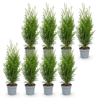 Lebensbaum Smaragd Jungpflanzen – Thuja occidentalis online kaufen | 8er-Set, immergrün &amp; winterhart – Wurzelwerk Design