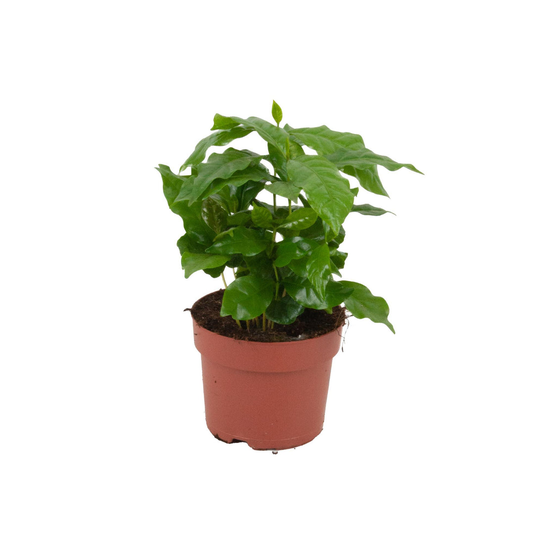 Everspring Coffea Arabica Pflanze, ca. 20-25 cm hoch, Durchmesser 12 cm, grüne Blätter, gesunde Zimmerpflanze