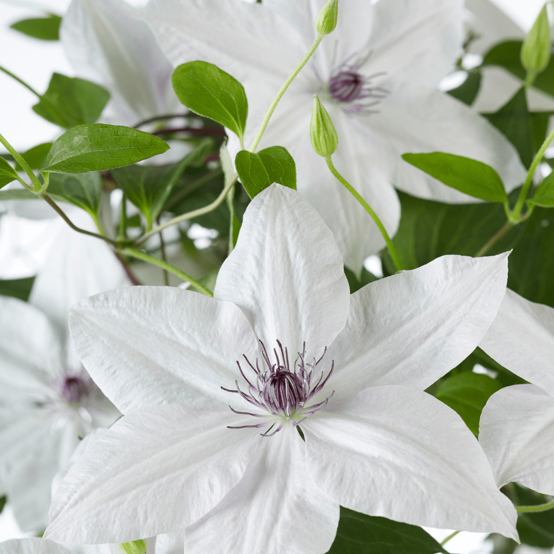 Clematis Garland Tsukiko kaufen | Kletterpflanze – Topf Ø 23 cm - Wurzelwerk Design