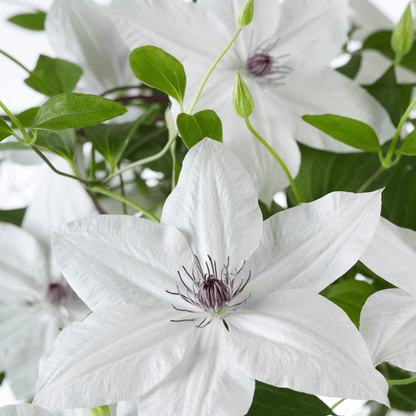 Clematis Garland Tsukiko kaufen | Kletterpflanze – Topf Ø 23 cm - Wurzelwerk Design