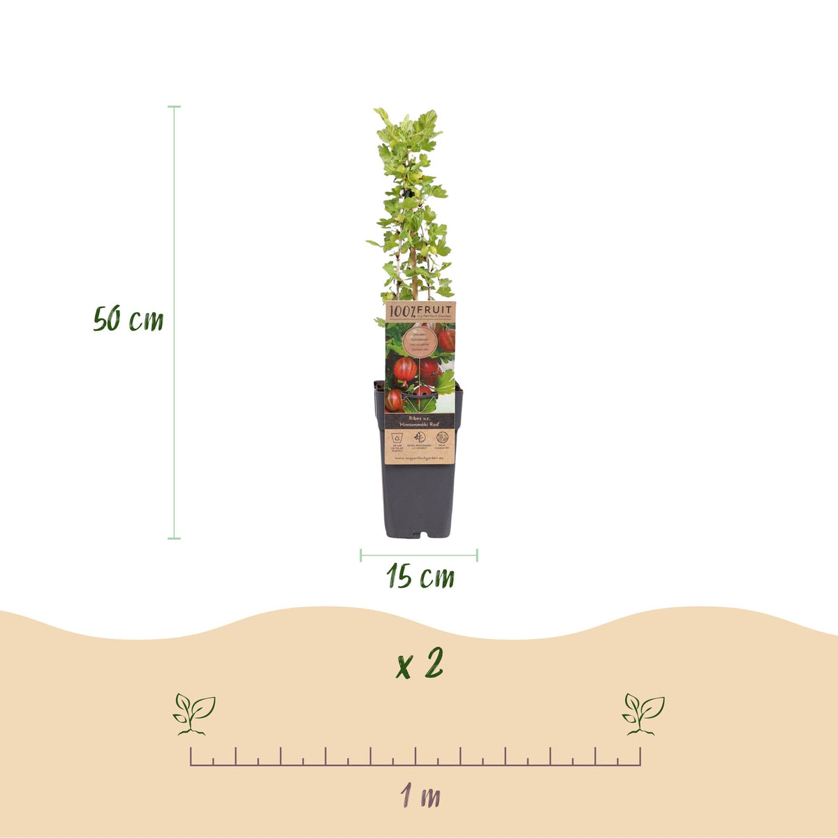 Zwei Everspring Ribes uva-crispa &