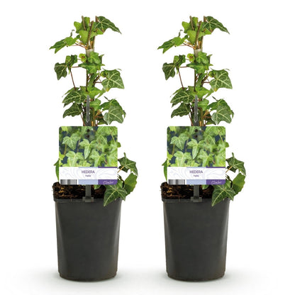 Hedera helix &