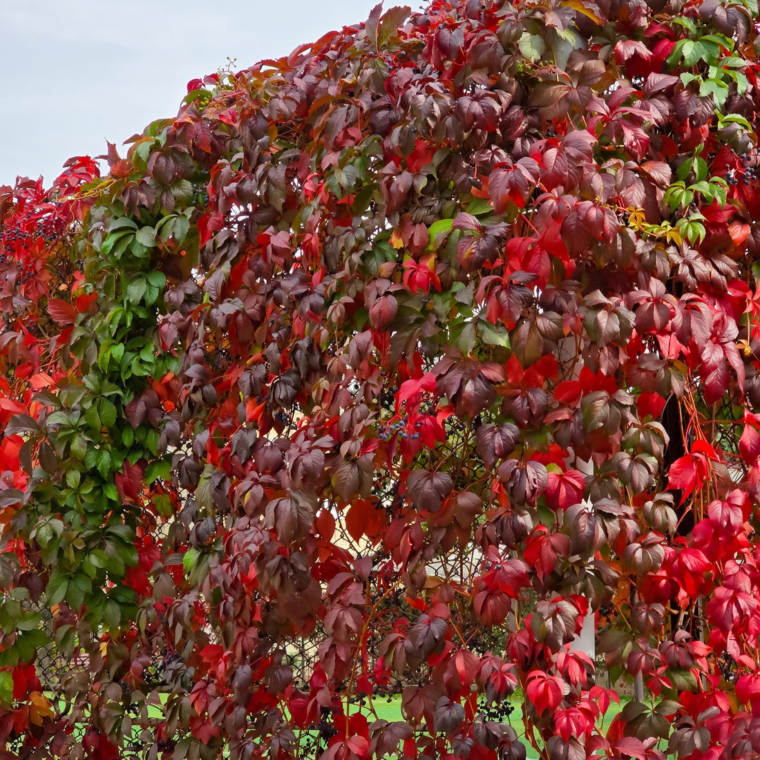 Parthenocissus &