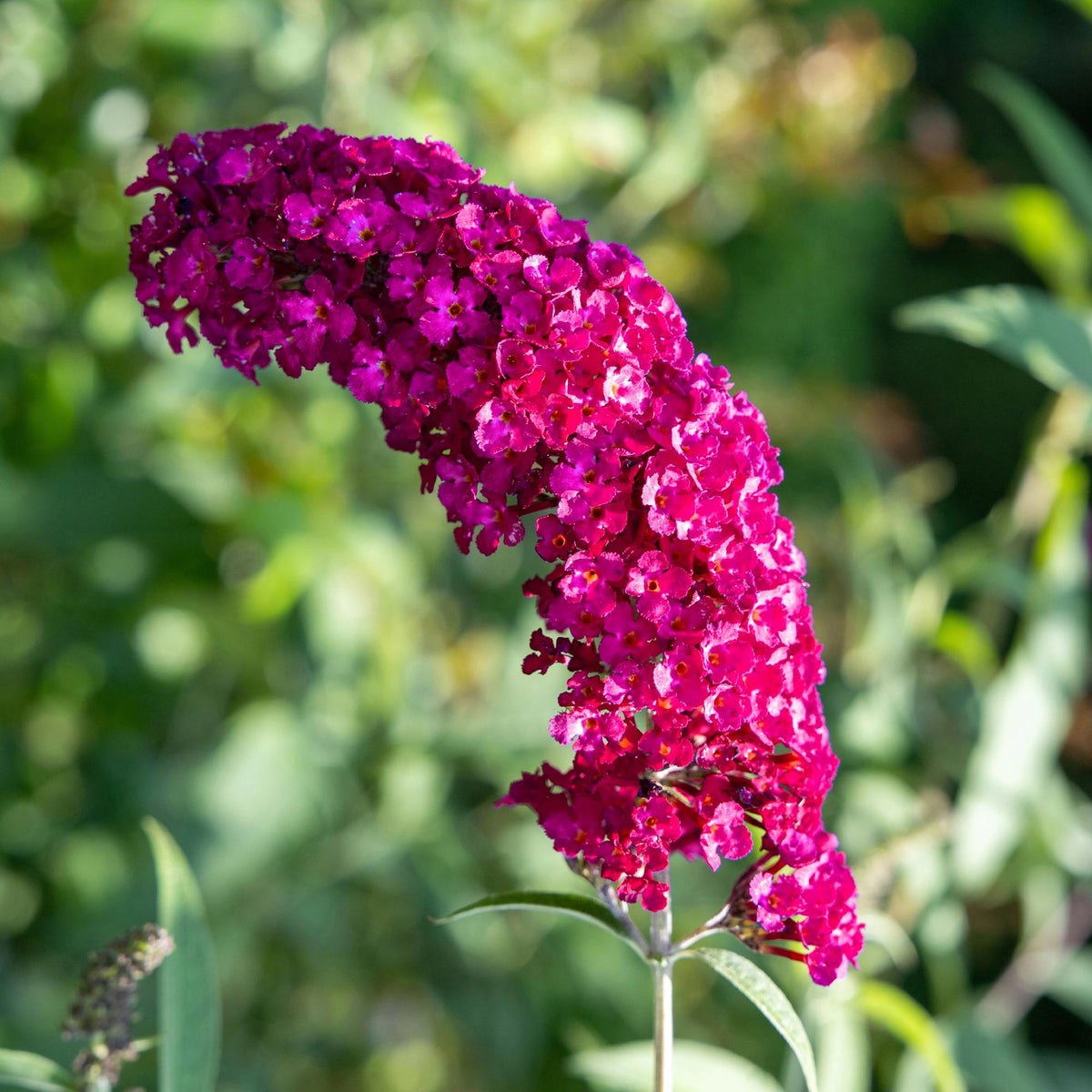 Buddleja davidii Royal Red Schmetterlingsstrauch in Topf, rot blühend, laubabwerfend, schmetterlingsanziehend, 17cm Durchmesser