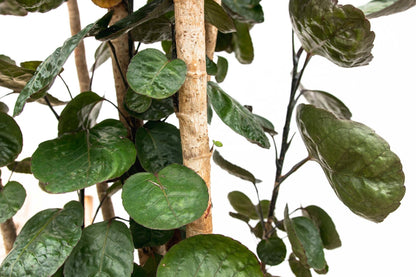 Polysicas Fabian XXL - 160 cm - ⌀30