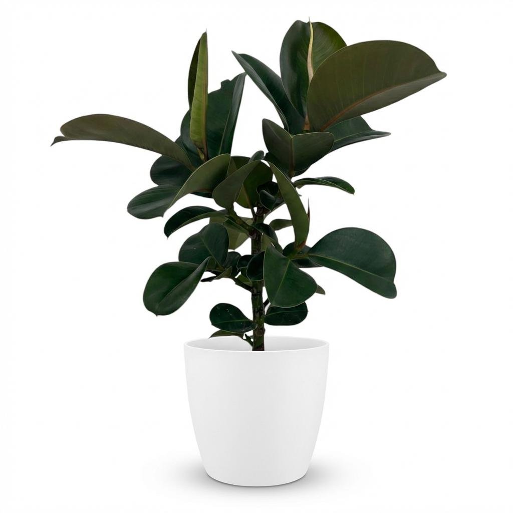 Gummibaum kaufen | Ficus Elastica Cloe – Topf Ø 19 cm, Höhe 65 cm - Wurzelwerk Design
