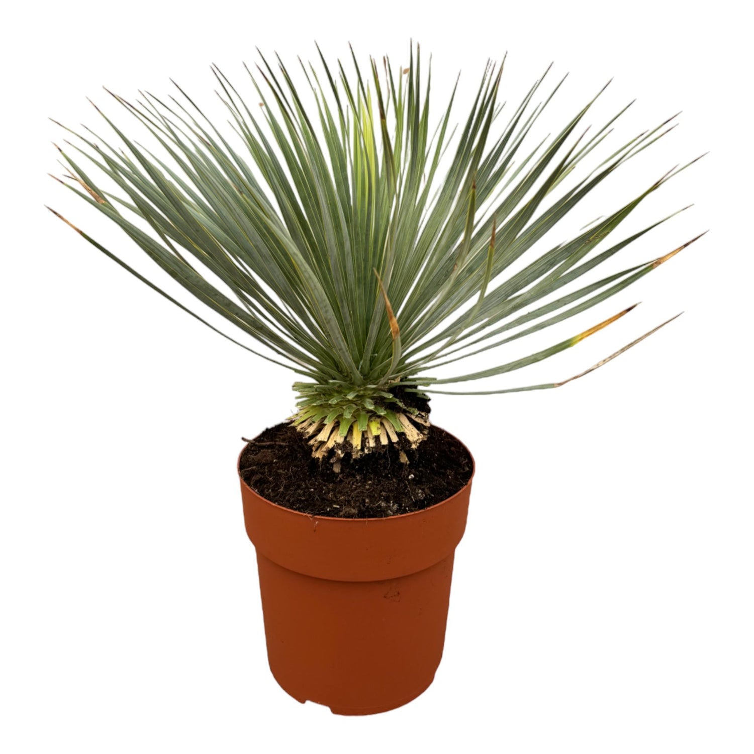Yucca rostrata Pflanze von Everspring, robuste Palmlilie mit langen, bläulichen Blättern, ideal für Garten und Zuhause.