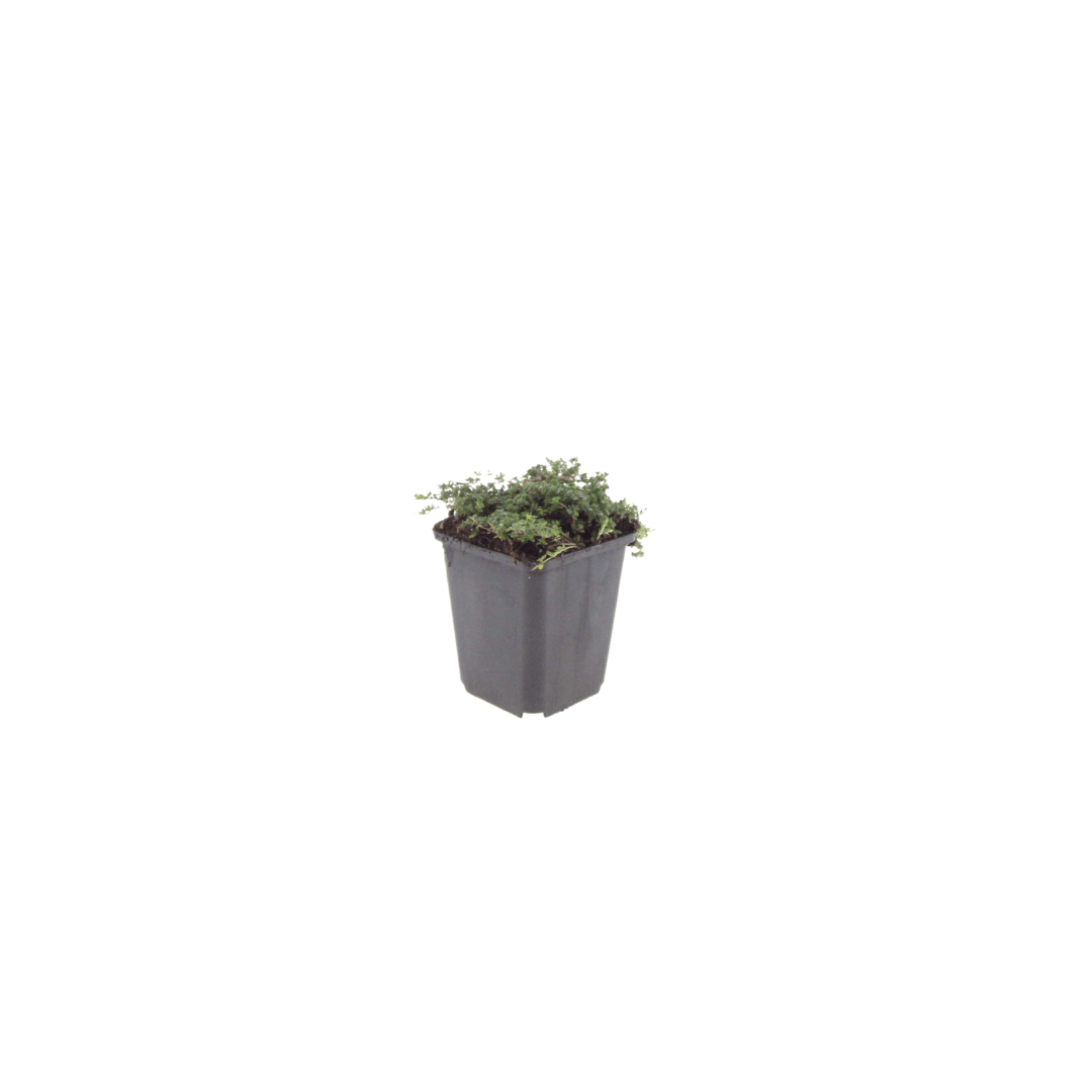 Sechs Thymus praecox &