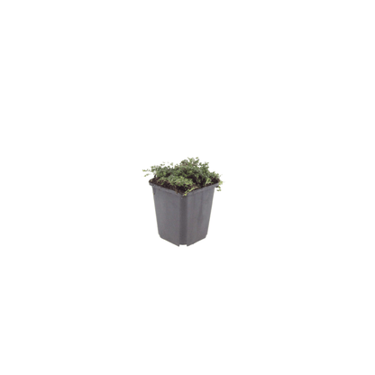 Sechs Thymus praecox &
