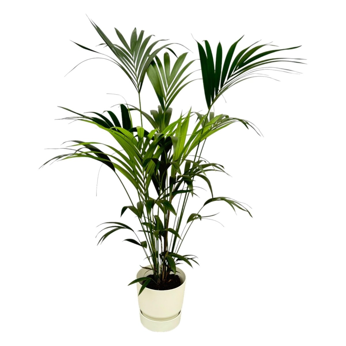 Kentia - Palme 160cm mit Topf – Elegante Zimmerpalme für stilvolles Grün - Wurzelwerk Design
