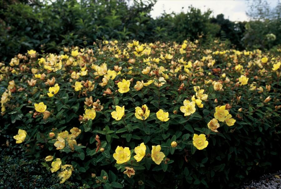 24x Hypericum dummeri ‘Peter Dummer’ – Bodendeckerpflanzen online kaufen - Wurzelwerk Design