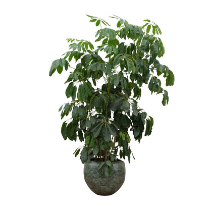 Große Schefflera Amate XL Pflanze von Everspring, 220 cm hoch mit einem Durchmesser von 45 cm, grüne Blätter, dekoratives Zimmerpflanzenbild