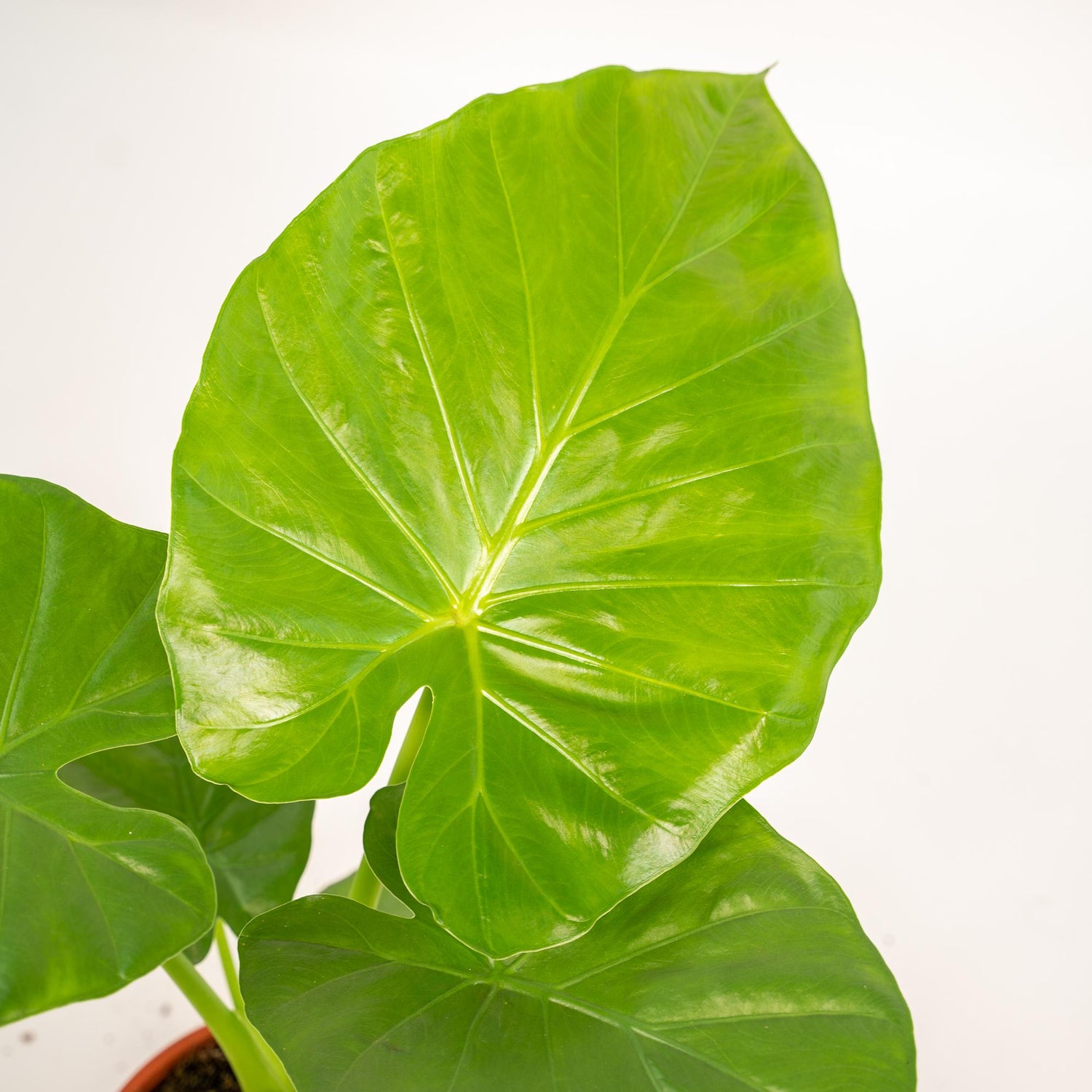 Große Alocasia macrorrhiza Pflanze mit grünen Blättern im Korb, 70 cm hoch, von Everspring.