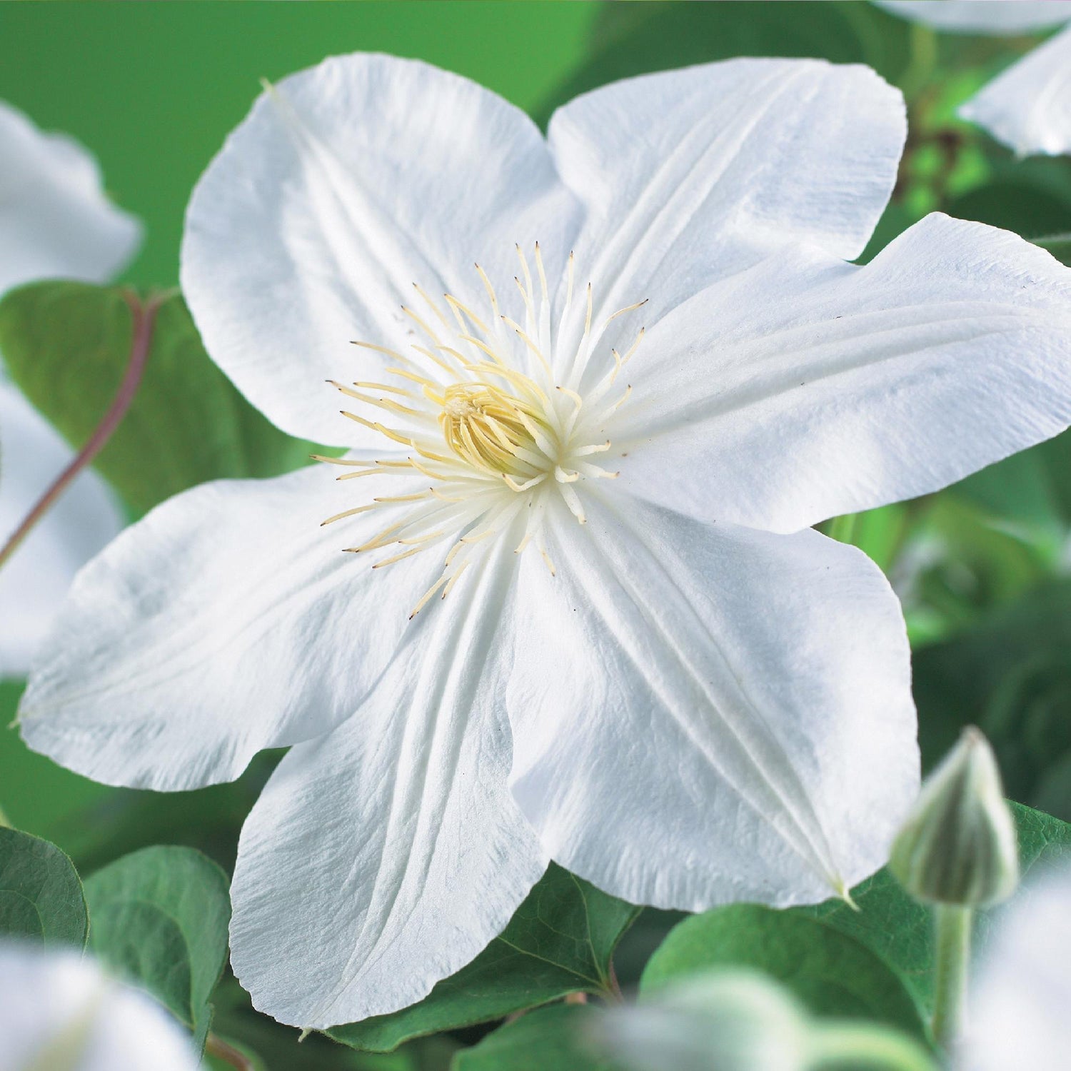 Zwei weiße Clematis Madame Le Coultre Pflanzen im Topf, blühend, pflegeleicht, Höhe 40cm, von Everspring