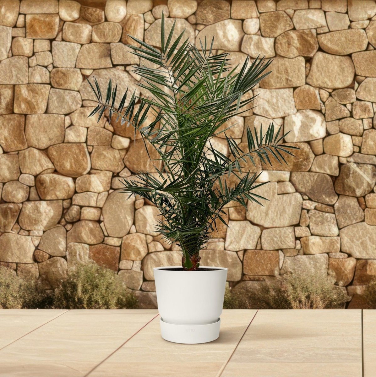 Kanarische Dattelpalme – Phoenix canariensis – Mediterrane Kübel - &amp; Gartenpflanze – Immergrün - Wurzelwerk Design